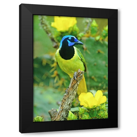 TX, McAllen Green jay among opuntia flowers Black Modern Wood Framed Art Print with Double Matting by Welling, Dave