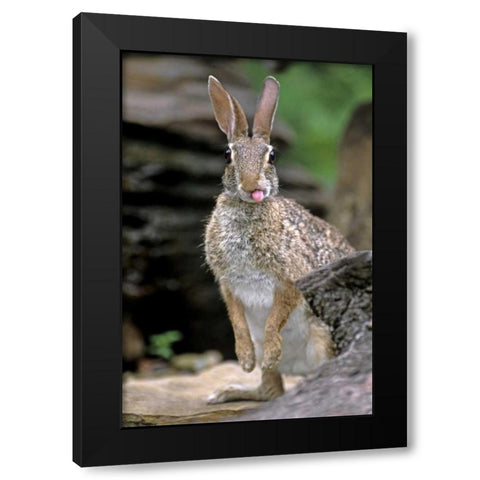TX, Wild desert cottontail rabbit with tongue out Black Modern Wood Framed Art Print by Welling, Dave