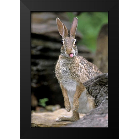 TX, Wild desert cottontail rabbit with tongue out Black Modern Wood Framed Art Print by Welling, Dave