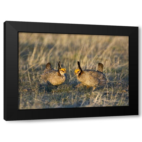 TX, Wild lesser prairie chicken males on lek Black Modern Wood Framed Art Print by Welling, Dave