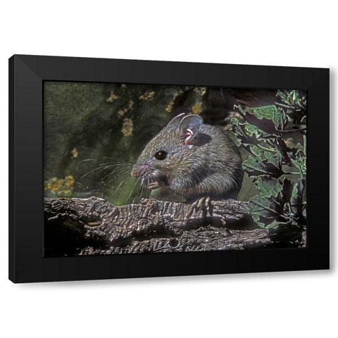 Texas, McAllen Wild deer mouse eating on log Black Modern Wood Framed Art Print with Double Matting by Welling, Dave