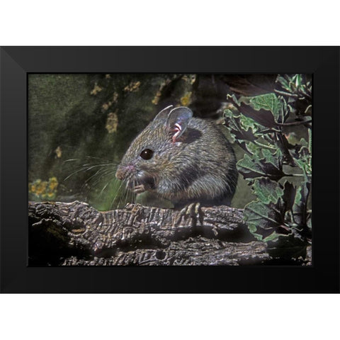 Texas, McAllen Wild deer mouse eating on log Black Modern Wood Framed Art Print by Welling, Dave