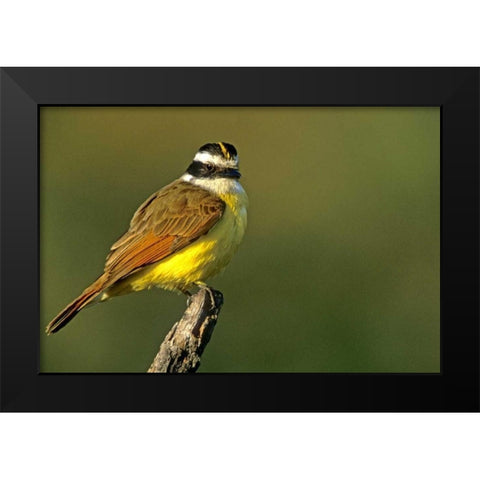 TX, McAllen Greater kiskadee perched on limb Black Modern Wood Framed Art Print by Welling, Dave