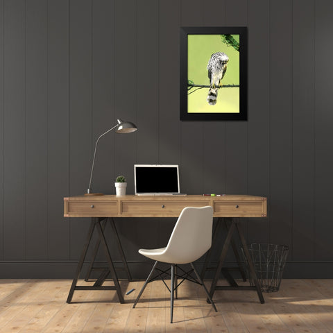 TX, McAllen Wild Coopers hawk with head inverted Black Modern Wood Framed Art Print by Welling, Dave
