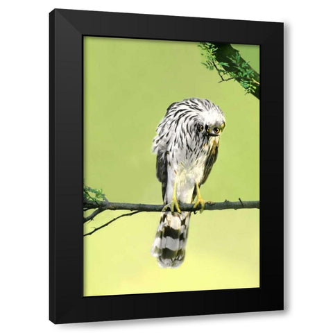 TX, McAllen Wild Coopers hawk with head inverted Black Modern Wood Framed Art Print by Welling, Dave
