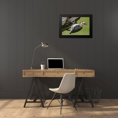 TX, McAllen Gold-fronted woodpecker on log Black Modern Wood Framed Art Print by Welling, Dave