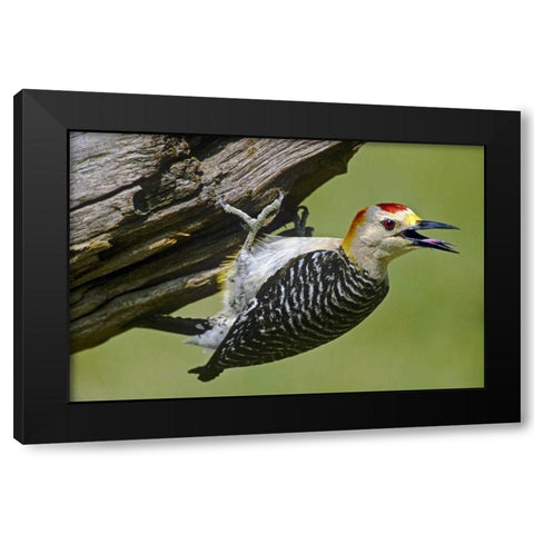 TX, McAllen Gold-fronted woodpecker on log Black Modern Wood Framed Art Print with Double Matting by Welling, Dave