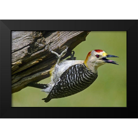 TX, McAllen Gold-fronted woodpecker on log Black Modern Wood Framed Art Print by Welling, Dave
