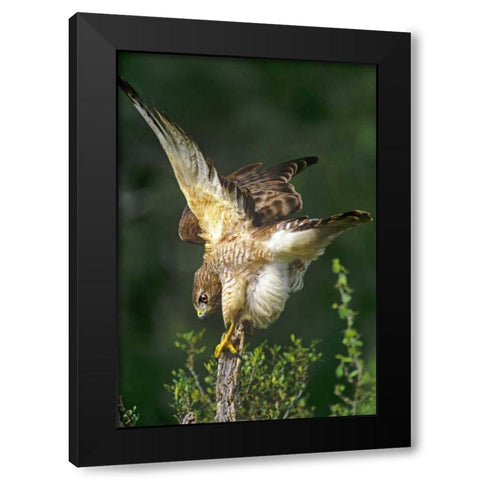 TX, McAllen Wild red-shouldered hawk stretching Black Modern Wood Framed Art Print by Welling, Dave