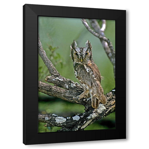 TX, McAllen Eastern screech owl perched Black Modern Wood Framed Art Print with Double Matting by Welling, Dave