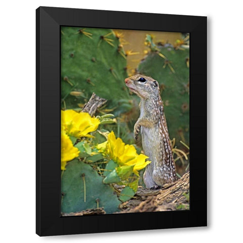 TX, McAllen Mexican ground squirrel by flowers Black Modern Wood Framed Art Print with Double Matting by Welling, Dave