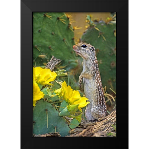 TX, McAllen Mexican ground squirrel by flowers Black Modern Wood Framed Art Print by Welling, Dave