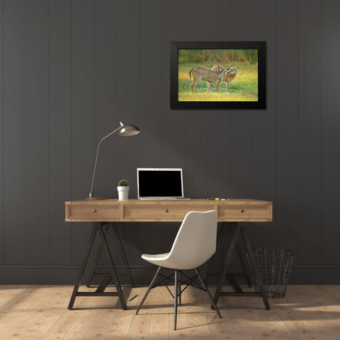 TX, McAllen Wild whitetail deer pair at a pond Black Modern Wood Framed Art Print by Welling, Dave