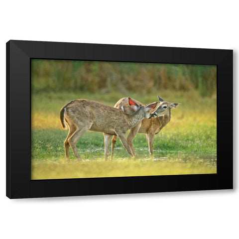 TX, McAllen Wild whitetail deer pair at a pond Black Modern Wood Framed Art Print by Welling, Dave