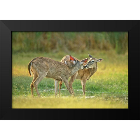 TX, McAllen Wild whitetail deer pair at a pond Black Modern Wood Framed Art Print by Welling, Dave