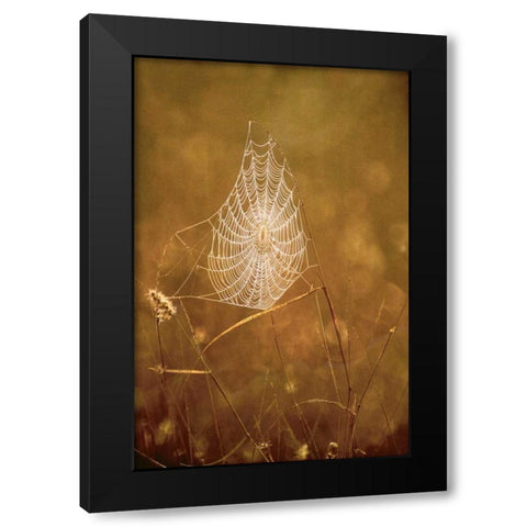 TX, Rio Grande Valley Backlit spider web Black Modern Wood Framed Art Print by Welling, Dave