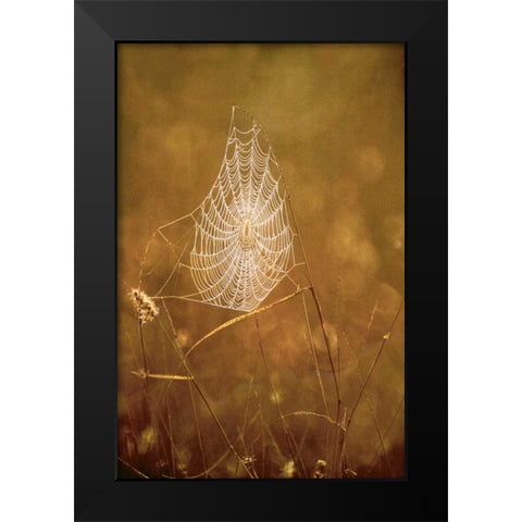 TX, Rio Grande Valley Backlit spider web Black Modern Wood Framed Art Print by Welling, Dave