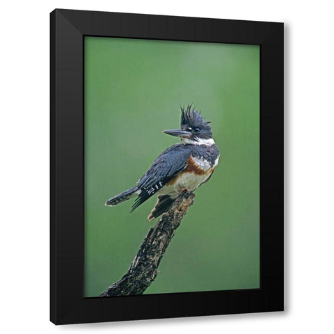 TX, McAllen Belted kingfisher female perched Black Modern Wood Framed Art Print with Double Matting by Welling, Dave