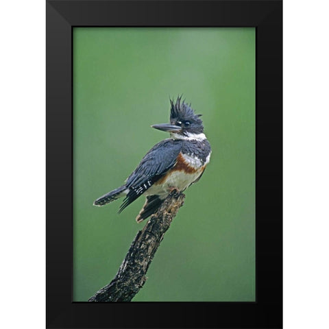 TX, McAllen Belted kingfisher female perched Black Modern Wood Framed Art Print by Welling, Dave