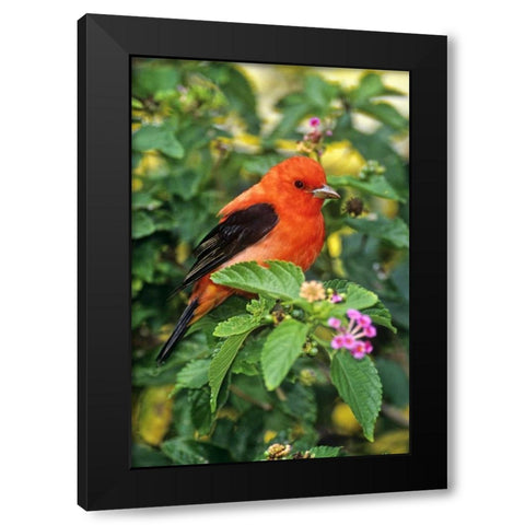 TX, South Padre Isl Scarlet tanager on lantana Black Modern Wood Framed Art Print by Welling, Dave