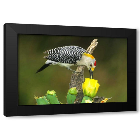 TX, McAllen Male gold-fronted woodpecker eats Black Modern Wood Framed Art Print by Welling, Dave