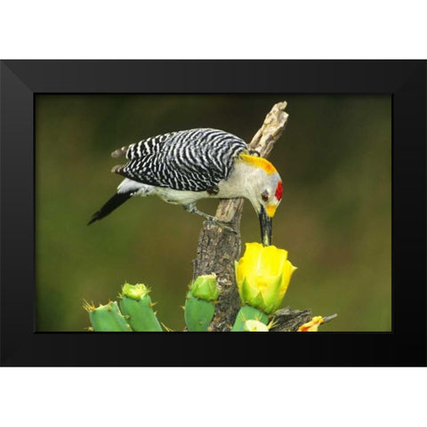 TX, McAllen Male gold-fronted woodpecker eats Black Modern Wood Framed Art Print by Welling, Dave