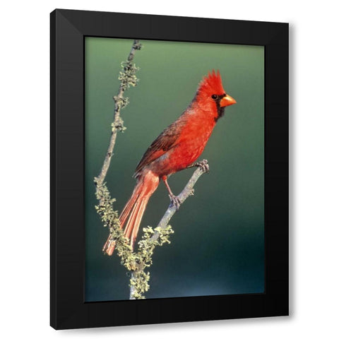 TX, McAllen Cardinal on lichen-covered branch Black Modern Wood Framed Art Print by Welling, Dave