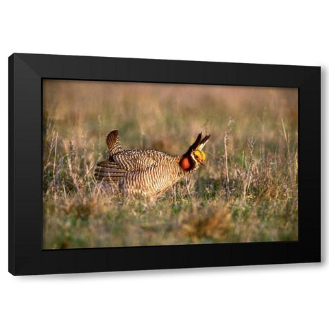 TX, Canadian Lesser prairie chicken male at lek Black Modern Wood Framed Art Print with Double Matting by Welling, Dave