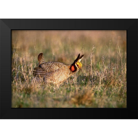 TX, Canadian Lesser prairie chicken male at lek Black Modern Wood Framed Art Print by Welling, Dave