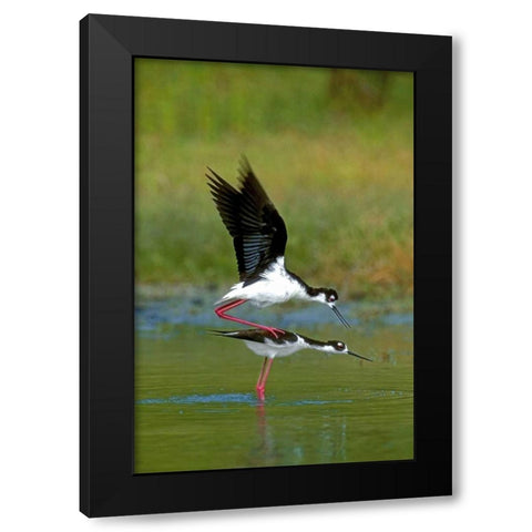 TX, McAllen Wild black-necked stilts mating Black Modern Wood Framed Art Print by Welling, Dave