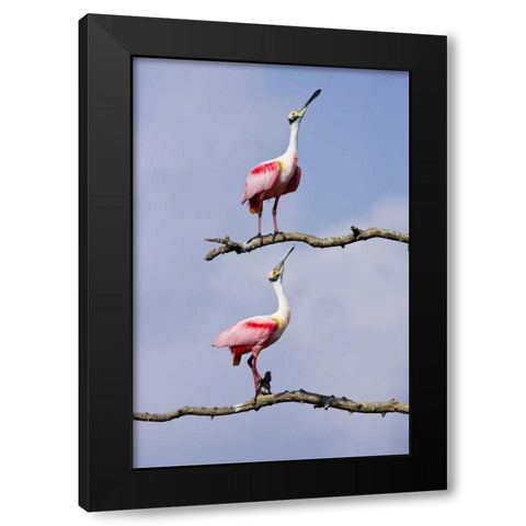 TX, High Island, Roseate spoonbill pair Black Modern Wood Framed Art Print with Double Matting by Lord, Fred