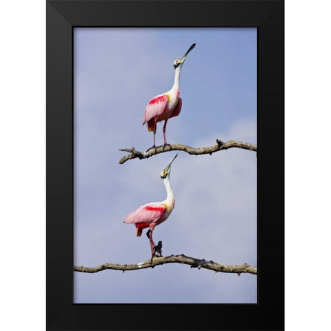 TX, High Island, Roseate spoonbill pair Black Modern Wood Framed Art Print by Lord, Fred
