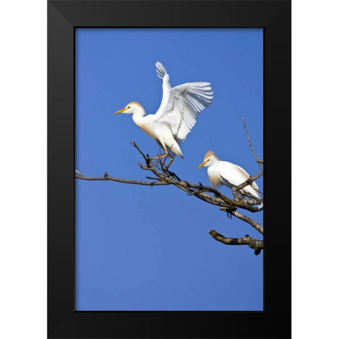 TX, High Island, Cattle egret pair in rookery Black Modern Wood Framed Art Print by Lord, Fred