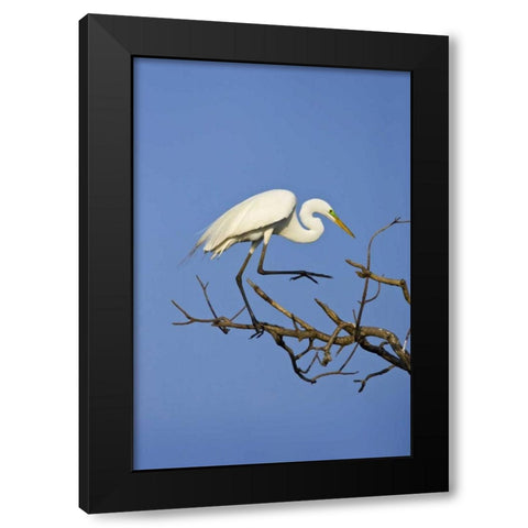TX, High Island Great egret in breeding plumage Black Modern Wood Framed Art Print by Lord, Fred