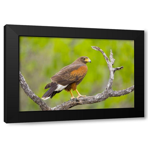TX, Mission Harris hawk on branch Black Modern Wood Framed Art Print by Lord, Fred