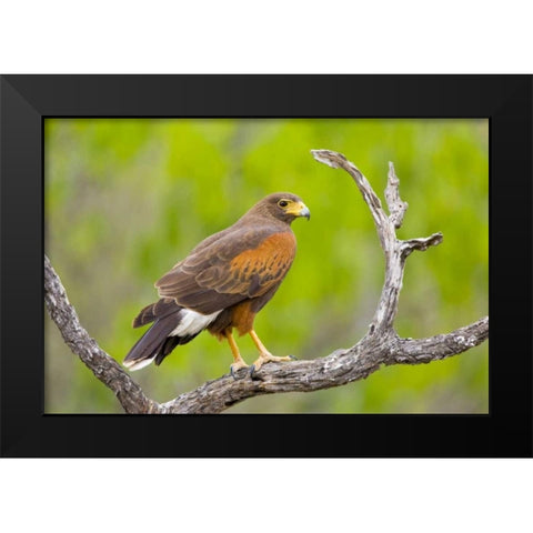 TX, Mission Harris hawk on branch Black Modern Wood Framed Art Print by Lord, Fred
