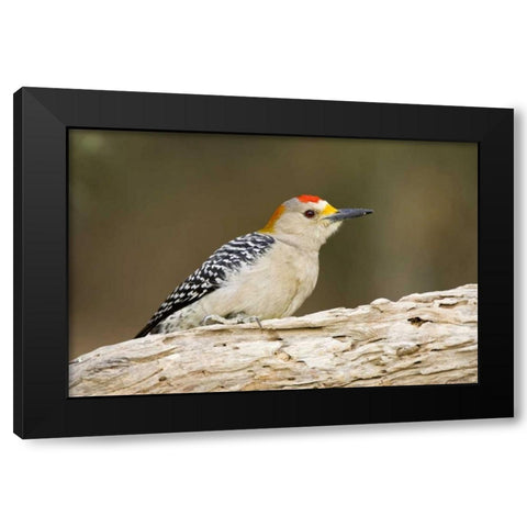 TX, Mission, Golden-fronted woodpecker on log Black Modern Wood Framed Art Print by Lord, Fred