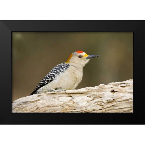 TX, Mission, Golden-fronted woodpecker on log Black Modern Wood Framed Art Print by Lord, Fred