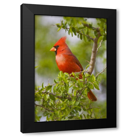 Texas, Mission, Northern cardinal perched in tree Black Modern Wood Framed Art Print with Double Matting by Lord, Fred