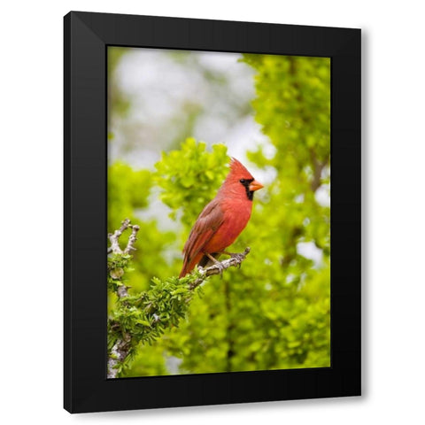 TX, Mission Northern cardinal perched in tree Black Modern Wood Framed Art Print with Double Matting by Lord, Fred
