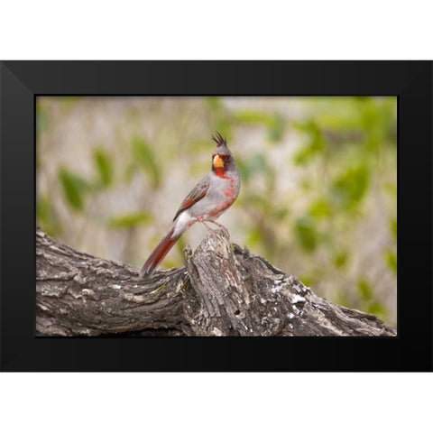TX, Mission, Male pyrrhuloxia bird on log Black Modern Wood Framed Art Print by Lord, Fred