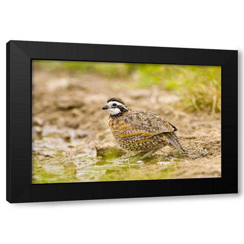 TX, Mission, Male northern bobwhite Black Modern Wood Framed Art Print with Double Matting by Lord, Fred