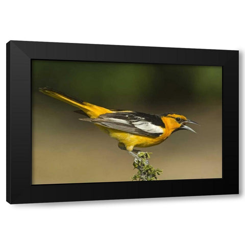 TX Bullocks oriole male in breeding plumage Black Modern Wood Framed Art Print with Double Matting by Welling, Dave