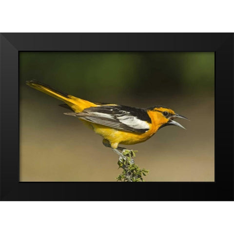 TX Bullocks oriole male in breeding plumage Black Modern Wood Framed Art Print by Welling, Dave
