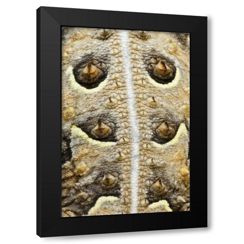 Texas, Rio Grande Valley Back of horned lizard Black Modern Wood Framed Art Print with Double Matting by Welling, Dave