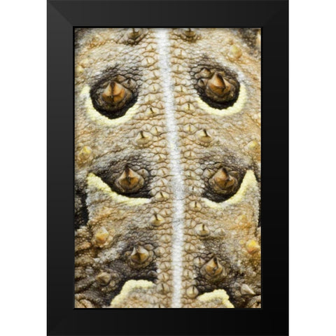 Texas, Rio Grande Valley Back of horned lizard Black Modern Wood Framed Art Print by Welling, Dave
