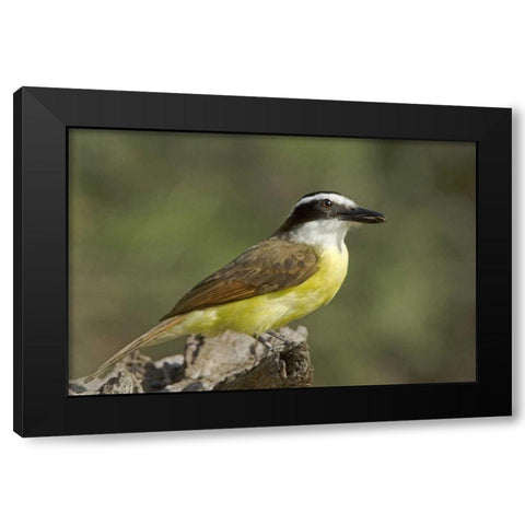 TX, Great kiskadee holding insect in its beak Black Modern Wood Framed Art Print with Double Matting by Welling, Dave