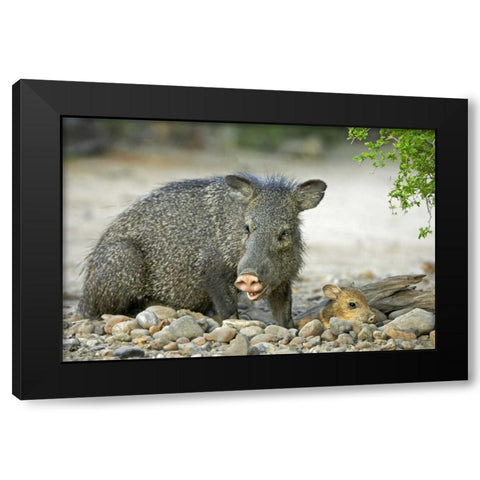 TX, Rio Grande Valley Javelinas amid rocks Black Modern Wood Framed Art Print with Double Matting by Welling, Dave