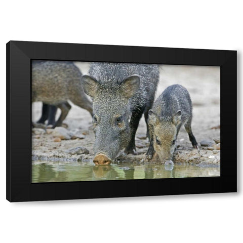 TX, Javelina adult and juvenile drinking at water Black Modern Wood Framed Art Print with Double Matting by Welling, Dave