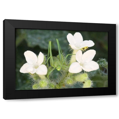 TX, Katydid nymph on flowering Texas bull nettle Black Modern Wood Framed Art Print by Welling, Dave